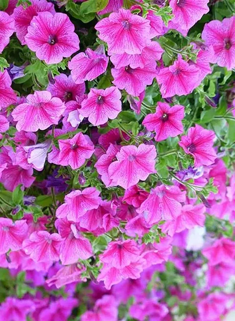 GGOOT 30pcs Rge  Zaden Mooi Decor Meerjarige Kruiden Bloem Tuin Patio DIY Planten Mooi Decor Heel Exotisch - Image 2