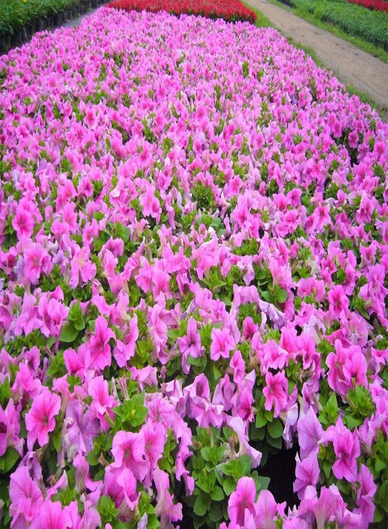 GGOOT 30pcs Rge  Zaden Mooi Decor Meerjarige Kruiden Bloem Tuin Patio DIY Planten Mooi Decor Heel Exotisch - Image 1