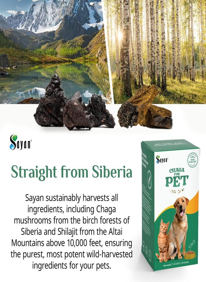 Sayan Chaga + Shilajit Pet Supplement (30 Sachets) – All-Natural Adaptogen Blend for Dogs & Cats – Immune, Joint, Energy & Digestive Support – Herbal Blend – 100% GMO-Free, Vet-Formulated - Image 5