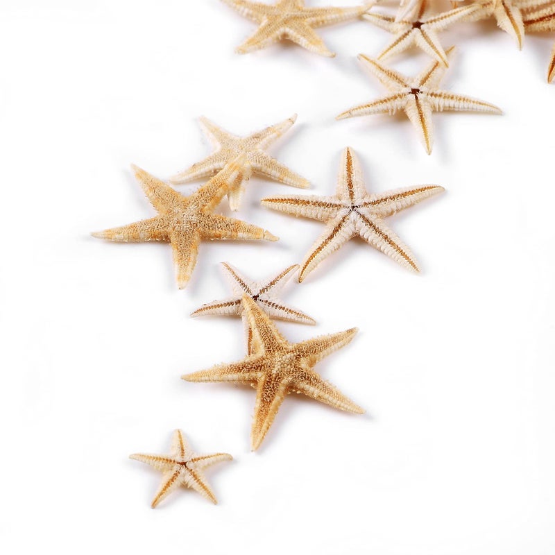 PPCLION 100 Pcs Small Starfish Star Sea Shell Beach for Craft 0.4"-1" - Image 5