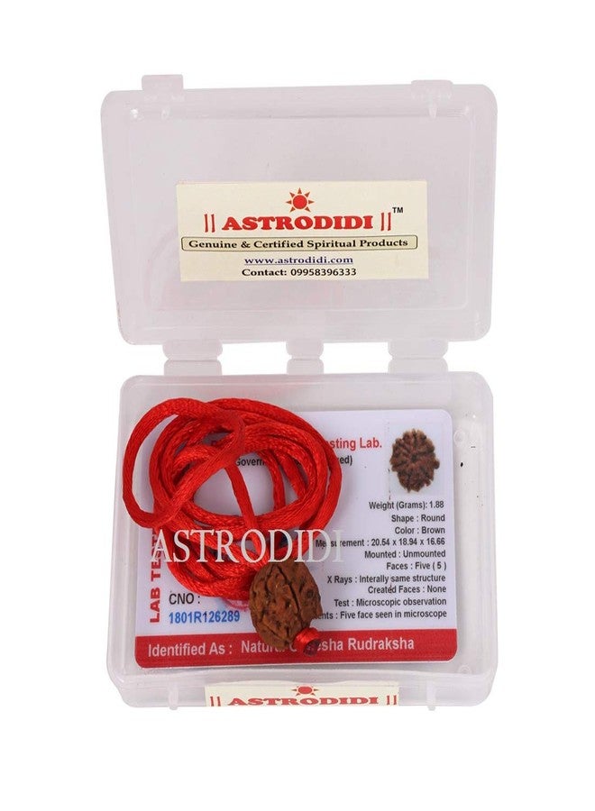 ASTRODIDI Nepali Ganesha Rudraksha with Red Thread for Daily Wearing | Original Certified Natural Nepali Ganesha Rudraksha Trunk Bead | Unisex Design for Men and Women - Image 3