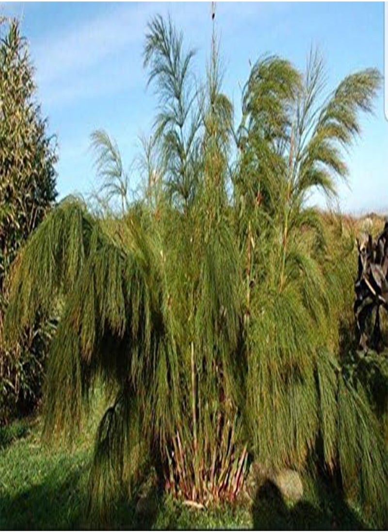 GGOOT Giant Grass Bamboo, Elegia Capensis by Heavy Torch, 4 Seeds 