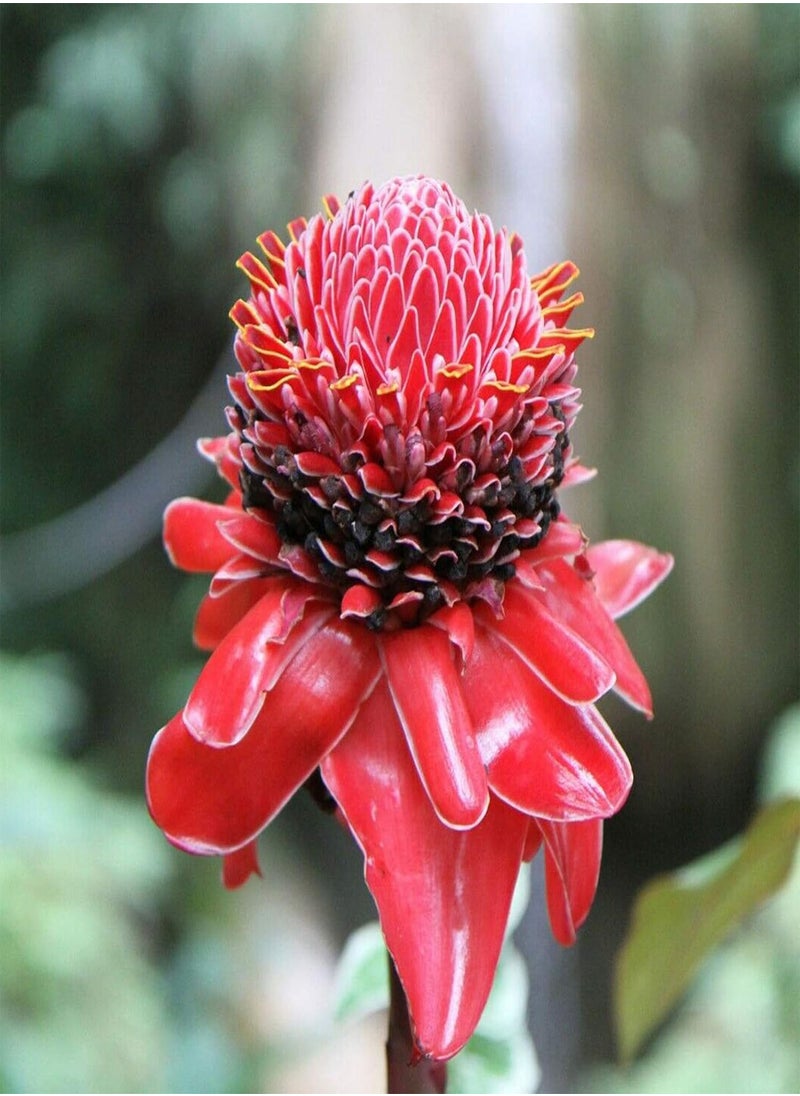 GGOOT 150Pcs/Bag Ginger Flower Seeds,Sweet Easy to Plant Red Torch Ginger Etlingera Elatior Seeds for Planting Garden Yard Outdoor 1 Ginger Flower Seeds  - Image 2
