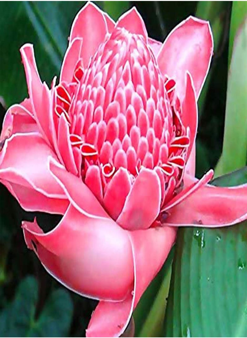 GGOOT 150Pcs/Bag Ginger Flower Seeds,Sweet Easy to Plant Red Torch Ginger Etlingera Elatior Seeds for Planting Garden Yard Outdoor 1 Ginger Flower Seeds  - Image 5