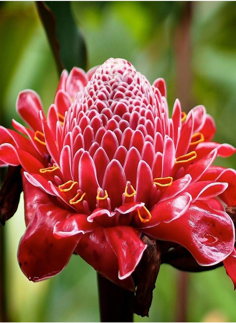 GGOOT 150Pcs/Bag Ginger Flower Seeds,Sweet Easy to Plant Red Torch Ginger Etlingera Elatior Seeds for Planting Garden Yard Outdoor 1 Ginger Flower Seeds  - Image 1
