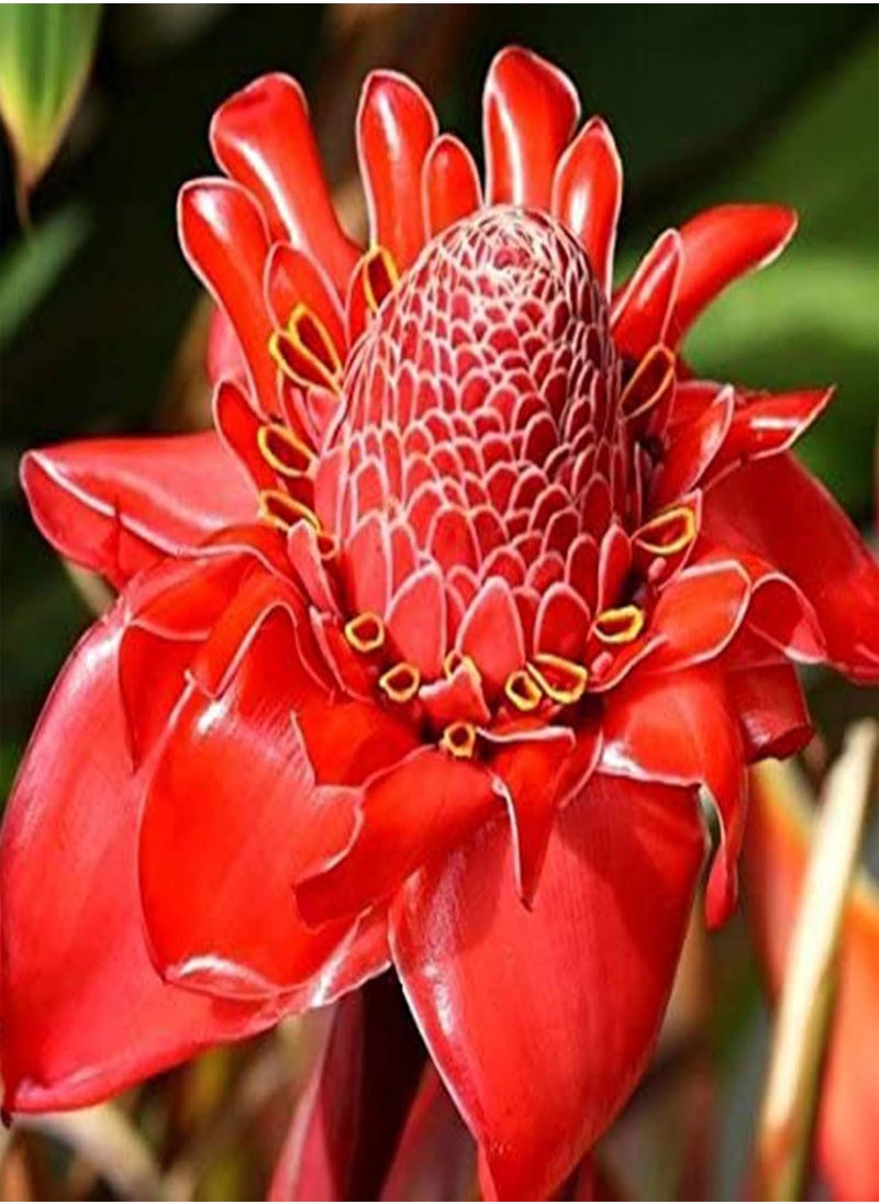 GGOOT 150Pcs/Bag Ginger Flower Seeds,Sweet Easy to Plant Red Torch Ginger Etlingera Elatior Seeds for Planting Garden Yard Outdoor 1 Ginger Flower Seeds  - Image 4