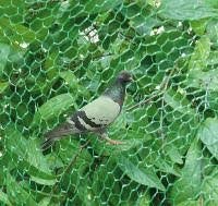 Moira 500 sq ft Anti Bird Net Thin Green Plastic Net with 80 pcs Self Locking Clips (50X10) - Image 4