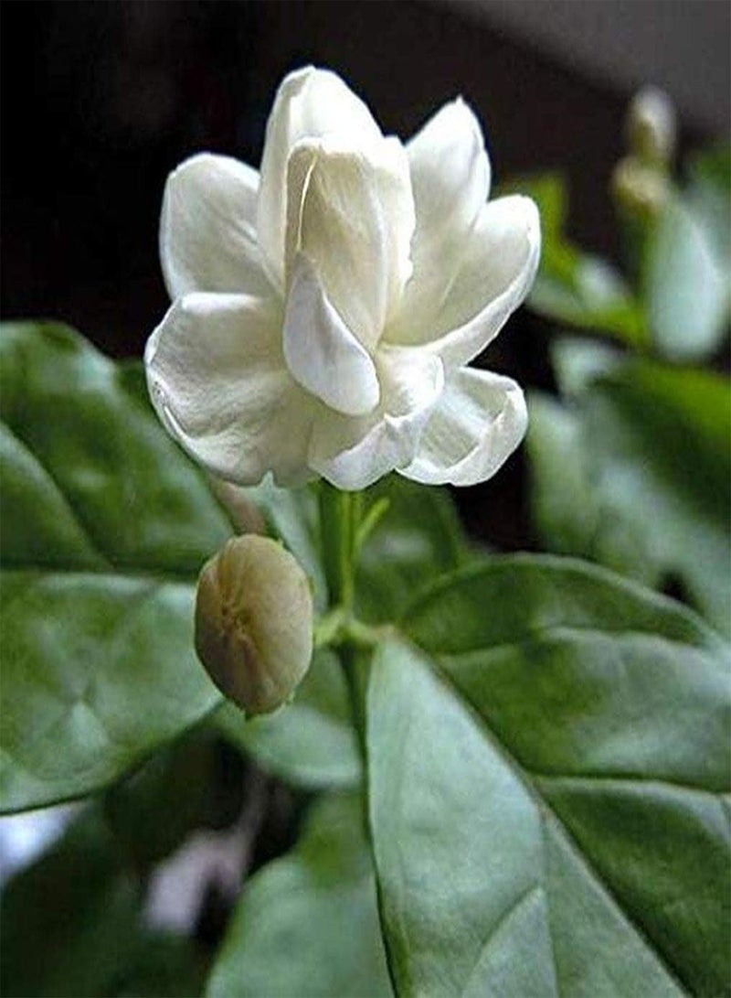 GGOOT 20Pcs Jasmine Seeds White Petals Light Fragrance Perennial Non-GMO Flowers Seed for Outdoor Home Planting Wedding Holiday Decoration - Image 3