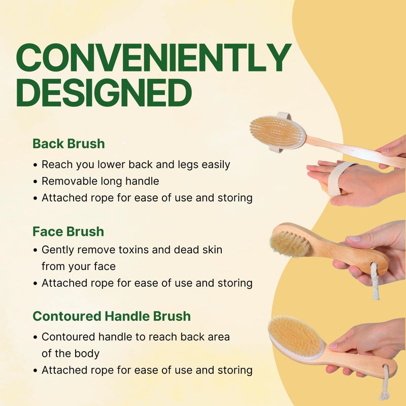 Asani Dry Brushing Body Brush Set for Lymphatic Drainage & Cellulite - 3-Pcs Detachable Back, Contour Body & Face Brushes Organic Gift for Dry Skin, Exfoliation, Invigorating Showers - Image 5