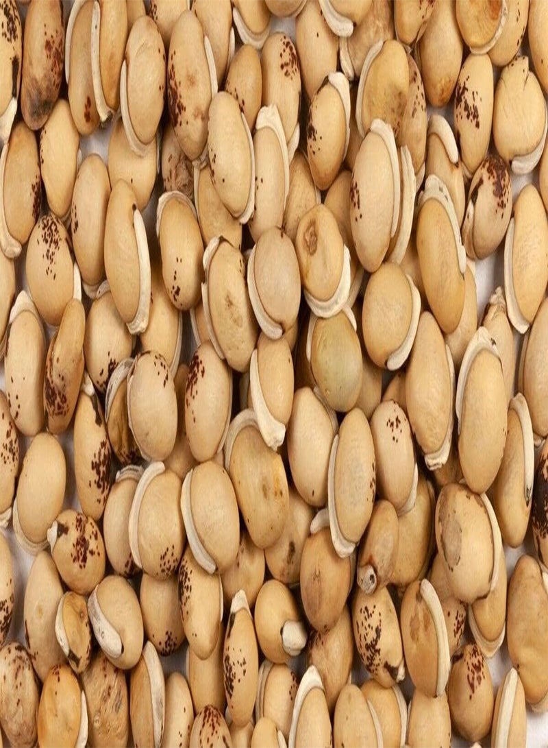 جي جوت 50 بذور Lablab Purpureus - فول الصفير دوليكوس - Image 2