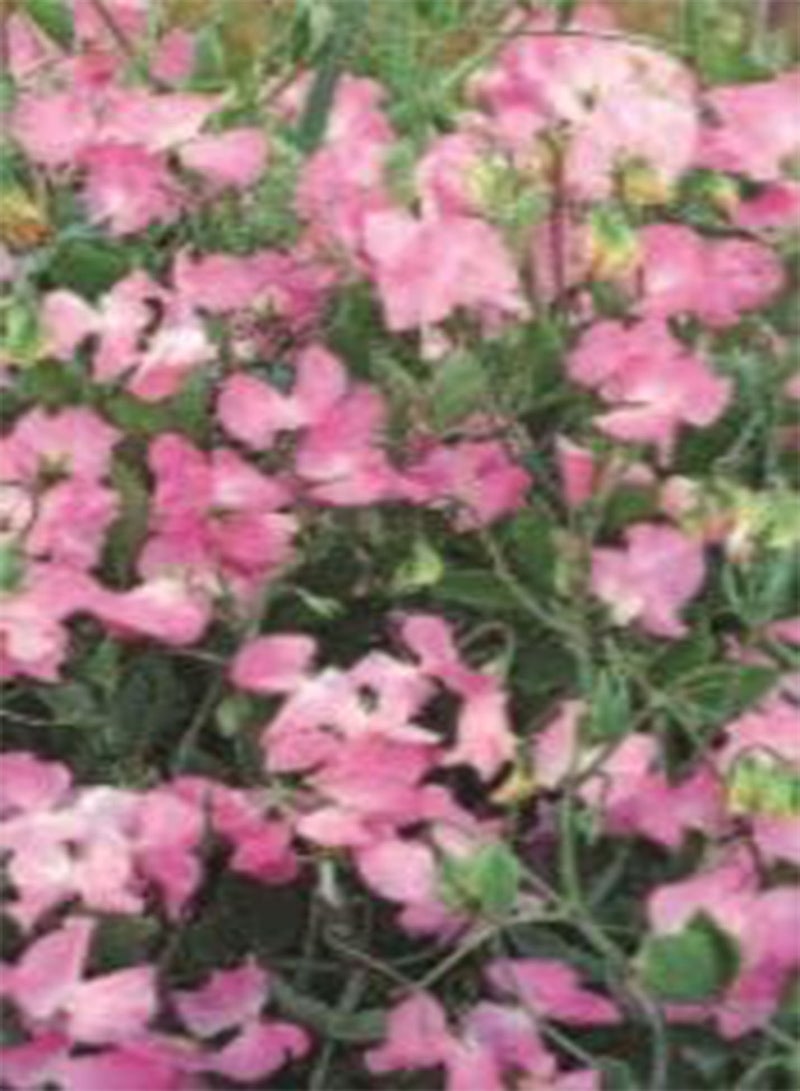 GGOOT 11 Seeds of Sweet Pea Royal Pink, Grow Your Own