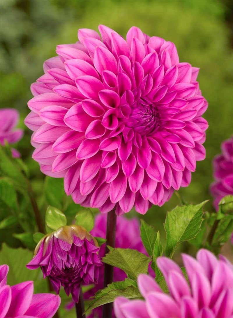 جي جوت زهور الداليا، بصيلات/درنات X3، رقم الحظ لزهرة الداليا، بصيلات/درنات بحجم كبير، جاهزة للزراعة الآن