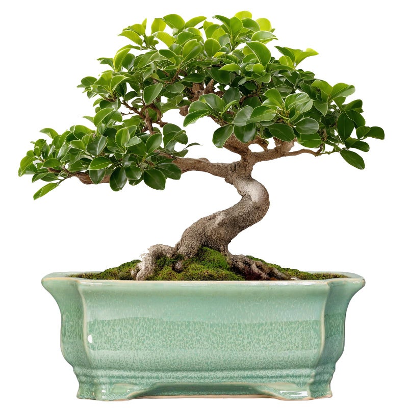 Teagas Bonsai Tree Pot 11.6 Inch - Ceramic Succulent Pots, Bonsai Planter for Indoor Outdoor, Decorative Plant Pot with Drainage Hole, Rectangular Flower Pot, Home Garden Decor, Garden Gifts, Green - Image 1