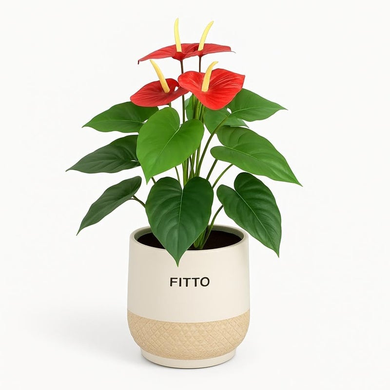 Fitto Stylish Artificial Plant in Ornamental Pot 76x39x21cm for Home & Office Decor - Image 1