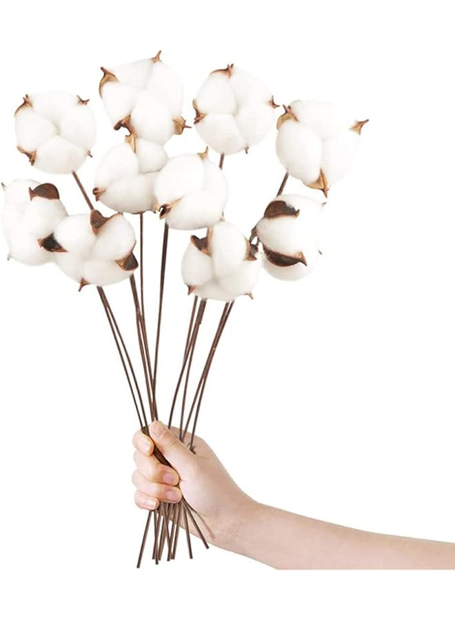 Green Tiger 10 Packs Cotton Stems, Natural Dried Cotton for Vase Fillers, Home Wedding Decor - Image 1