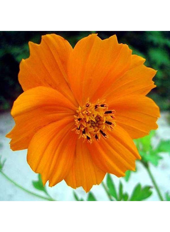 Cosmos Orange Desi Flower Seeds