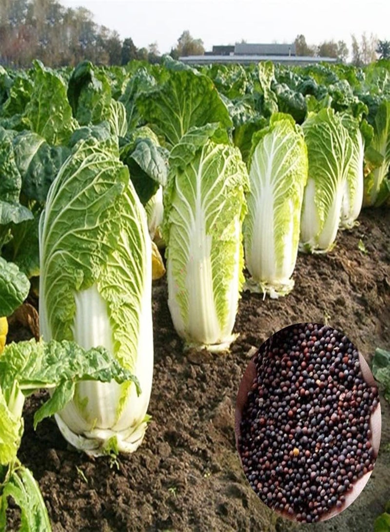 GGOOT 500Pcs Chinese Cabbage Seeds Pack for Emergency Greenery Vegetable Home Garden Plants Seedlings Seeds 1 - Image 1