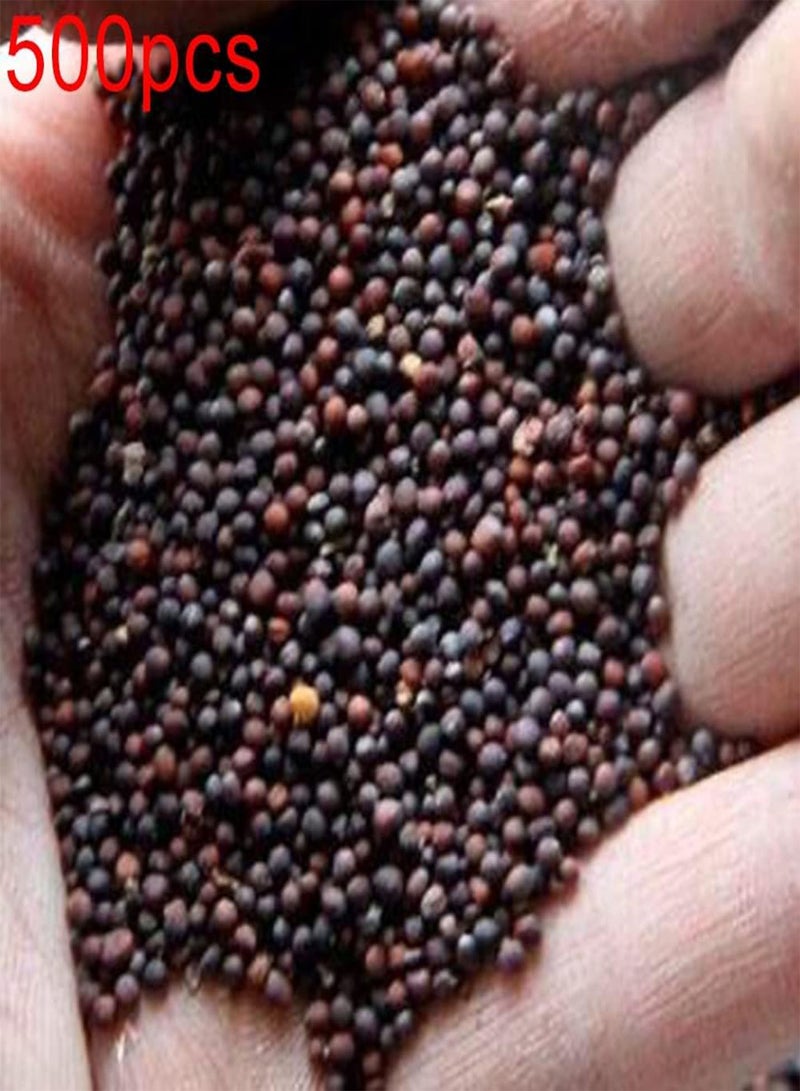 GGOOT 500Pcs Chinese Cabbage Seeds Pack for Emergency Greenery Vegetable Home Garden Plants Seedlings Seeds 1 - Image 2