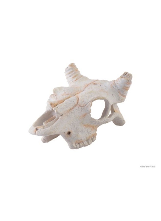 Exo Terra Exo Terra Buffalo Skull Small 