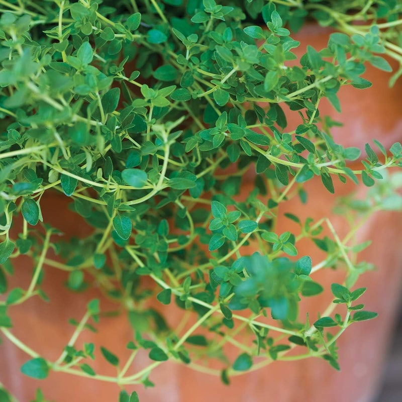 Burpee 61564A Common Thyme Seeds - Image 1