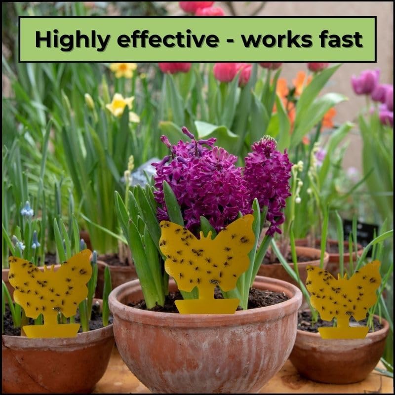 Evanmore Fruit Fly Traps Trap Indoor Sticky Yellow For Home Use Protect Plants Plant Houseplant Fungus Gnat Killer Insect Catcher Bug Catchers Control Pests Whitefly Non Toxic Odourless Safe Waterproof (20) - Image 5