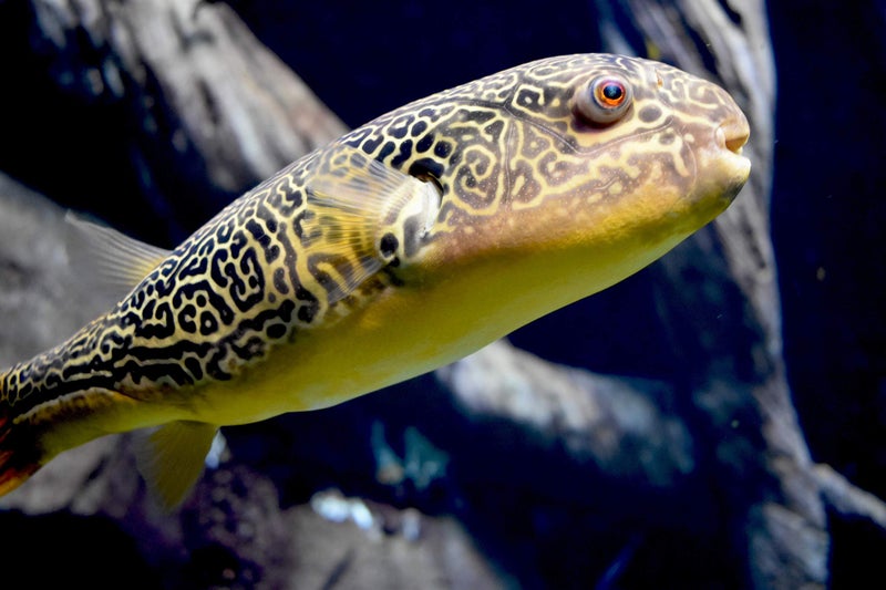 Seachem Clarity, 250ml (8.45 Fl Oz) - Image 2