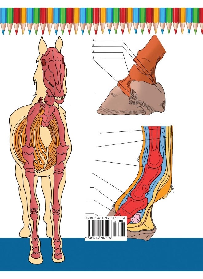 Malbuch zur Pferdeanatomie: Unglaublich detailliertes Arbeitsbuch zum Selbsttest der Pferdeanatomie | Perfektes Geschenk für Tiermedizinstudenten, Pferdeliebhaber und Erwachsene