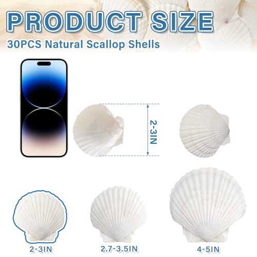 QICQDRAM 30PCS Sea Shells for Crafts Decoration 2''-3'' White Scallop Shells for Crafts DIY Painting Beaching Wedding Decoration, Beach Natural White Seashells Bulk - Image 2