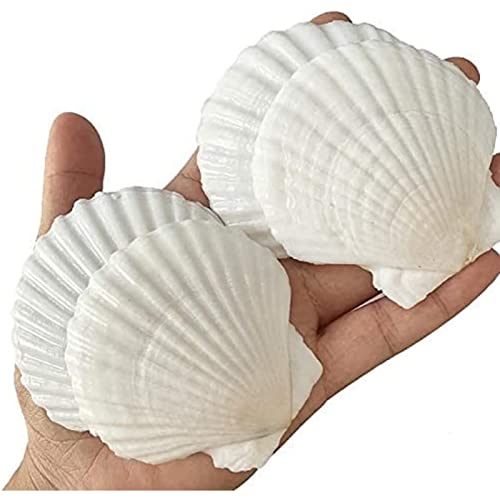 QICQDRAM 30PCS Sea Shells for Crafts Decoration 2''-3'' White Scallop Shells for Crafts DIY Painting Beaching Wedding Decoration, Beach Natural White Seashells Bulk - Image 1