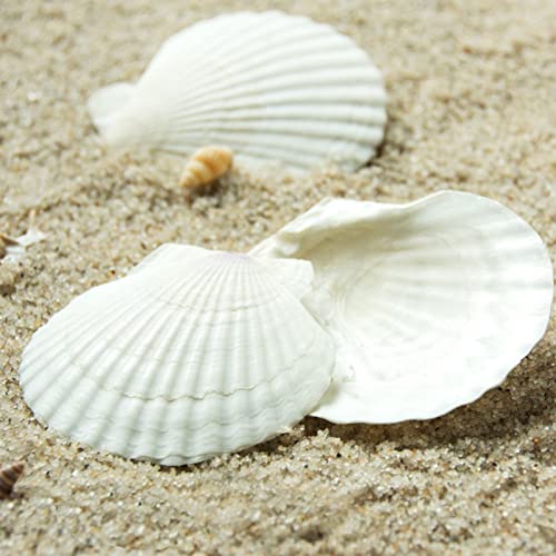 QICQDRAM 30PCS Sea Shells for Crafts Decoration 2''-3'' White Scallop Shells for Crafts DIY Painting Beaching Wedding Decoration, Beach Natural White Seashells Bulk - Image 5