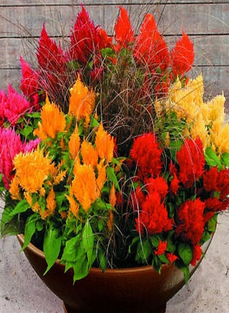 GGOOT Plant Seed 50Pcs/Bag Celosia Plumosa Seeds Natural High Yield Well-adapted Flowering Mixed Color Bonsai Seedlings for Parterre - Seed - Image 4