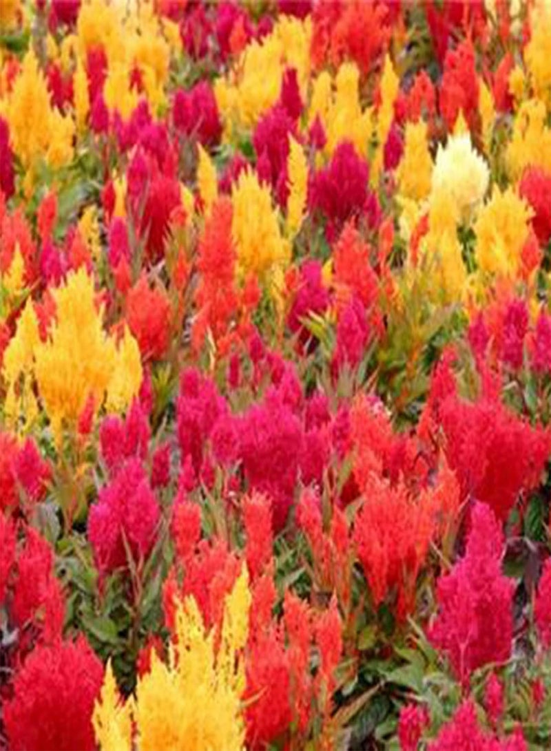 GGOOT Plant Seed 50Pcs/Bag Celosia Plumosa Seeds Natural High Yield Well-adapted Flowering Mixed Color Bonsai Seedlings for Parterre - Seed - Image 2