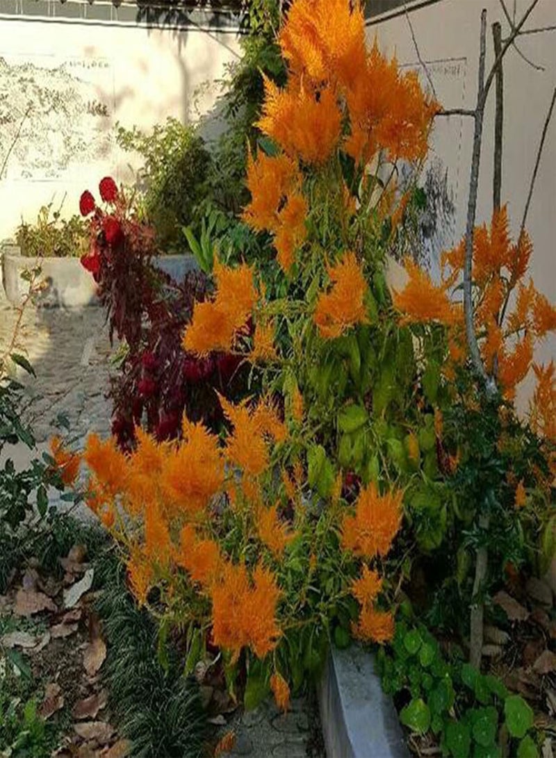 GGOOT Plant Seed 50Pcs/Bag Celosia Plumosa Seeds Natural High Yield Well-adapted Flowering Mixed Color Bonsai Seedlings for Parterre - Seed - Image 3