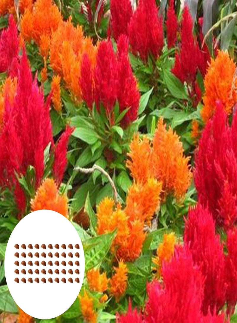 GGOOT Plant Seed 50Pcs/Bag Celosia Plumosa Seeds Natural High Yield Well-adapted Flowering Mixed Color Bonsai Seedlings for Parterre - Seed - Image 1