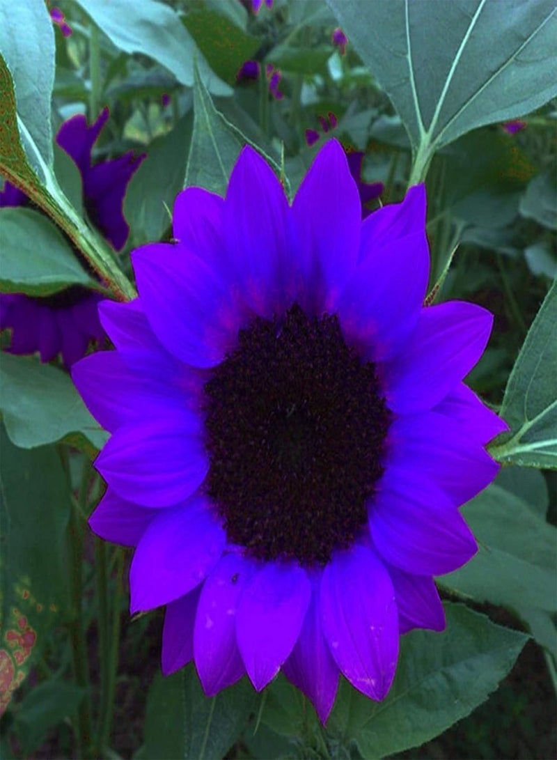 GGOOT Green Garden Flower Plants-10Pcs Purple Sunflower Seeds Ornamental Plant Home Garden Yard Farm Office Decor - Purple Sunflower Seeds - Image 4