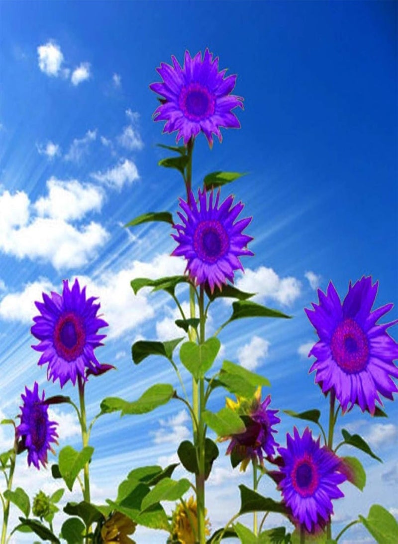 GGOOT Green Garden Flower Plants-10Pcs Purple Sunflower Seeds Ornamental Plant Home Garden Yard Farm Office Decor - Purple Sunflower Seeds - Image 5