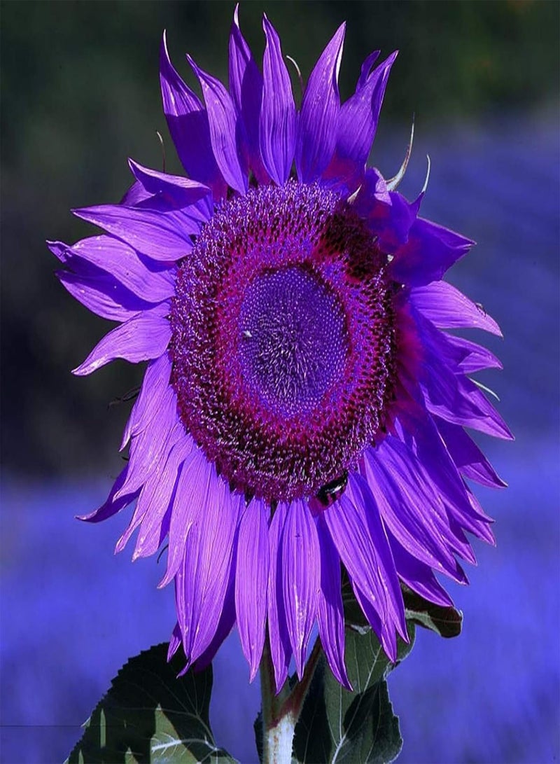 GGOOT Green Garden Flower Plants-10Pcs Purple Sunflower Seeds Ornamental Plant Home Garden Yard Farm Office Decor - Purple Sunflower Seeds - Image 1