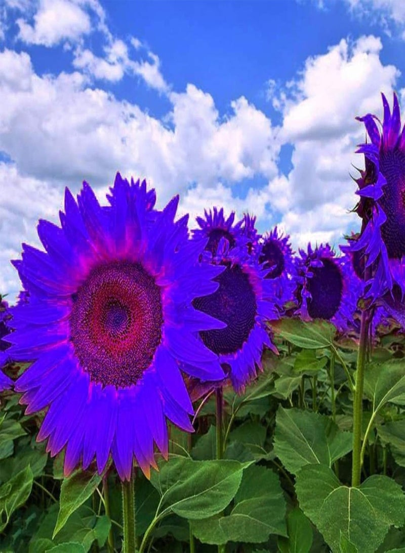 GGOOT Green Garden Flower Plants-10Pcs Purple Sunflower Seeds Ornamental Plant Home Garden Yard Farm Office Decor - Purple Sunflower Seeds - Image 3