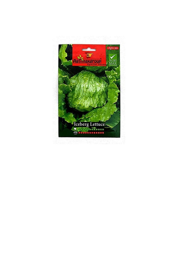 Agrimax Agrimax Iceberg Lettuce Seeds  - Image 3