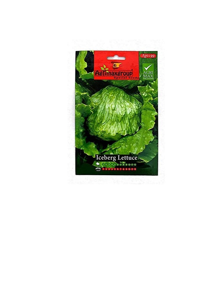 Agrimax Agrimax Iceberg Lettuce Seeds  - Image 1