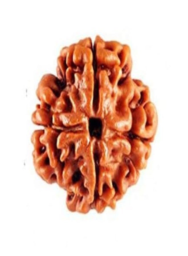 Anshraj Original 4 Mukhi Rudraksha/Four Face Rudraksha Bead for Men & Women -100% Pure Genuine Himalayan Rudraksha Seeds - Religious Ornament Rosary, Four Mukhi Rudraksha Mahadev- Brown - Image 1