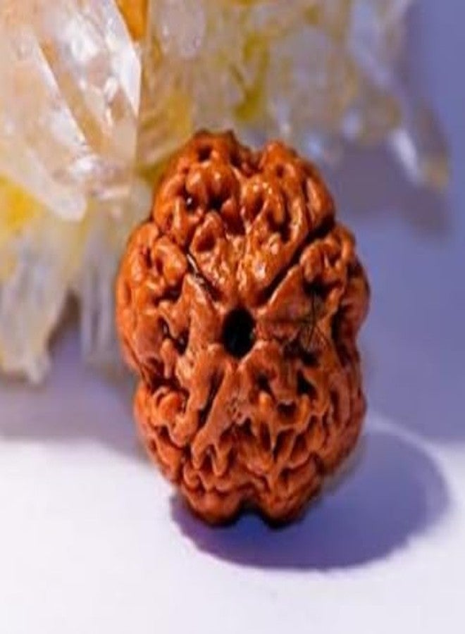 Anshraj Original 4 Mukhi Rudraksha/Four Face Rudraksha Bead for Men & Women -100% Pure Genuine Himalayan Rudraksha Seeds - Religious Ornament Rosary, Four Mukhi Rudraksha Mahadev- Brown - Image 2