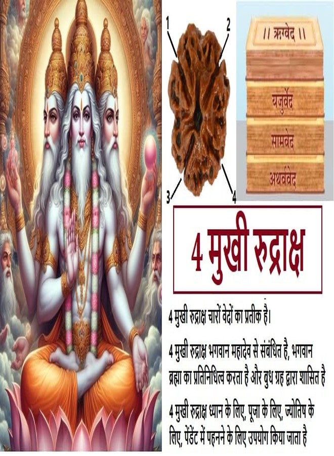 Anshraj Original 4 Mukhi Rudraksha/Four Face Rudraksha Bead for Men & Women -100% Pure Genuine Himalayan Rudraksha Seeds - Religious Ornament Rosary, Four Mukhi Rudraksha Mahadev- Brown - Image 3