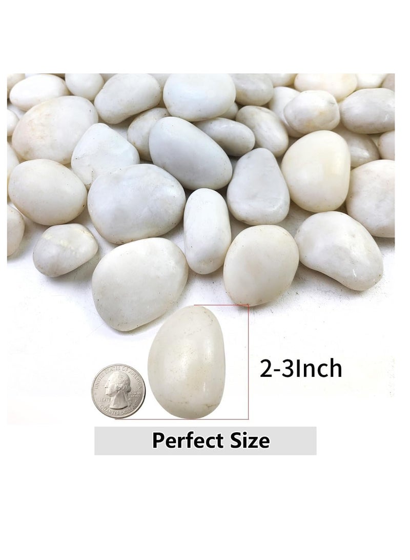 ڤسيل24 حصى نهرية بيضاء كبيرة جدًا (5–8 سم) – أحجار طبيعية مصقولة للمنزل، الحديقة والمزهريات - Image 2