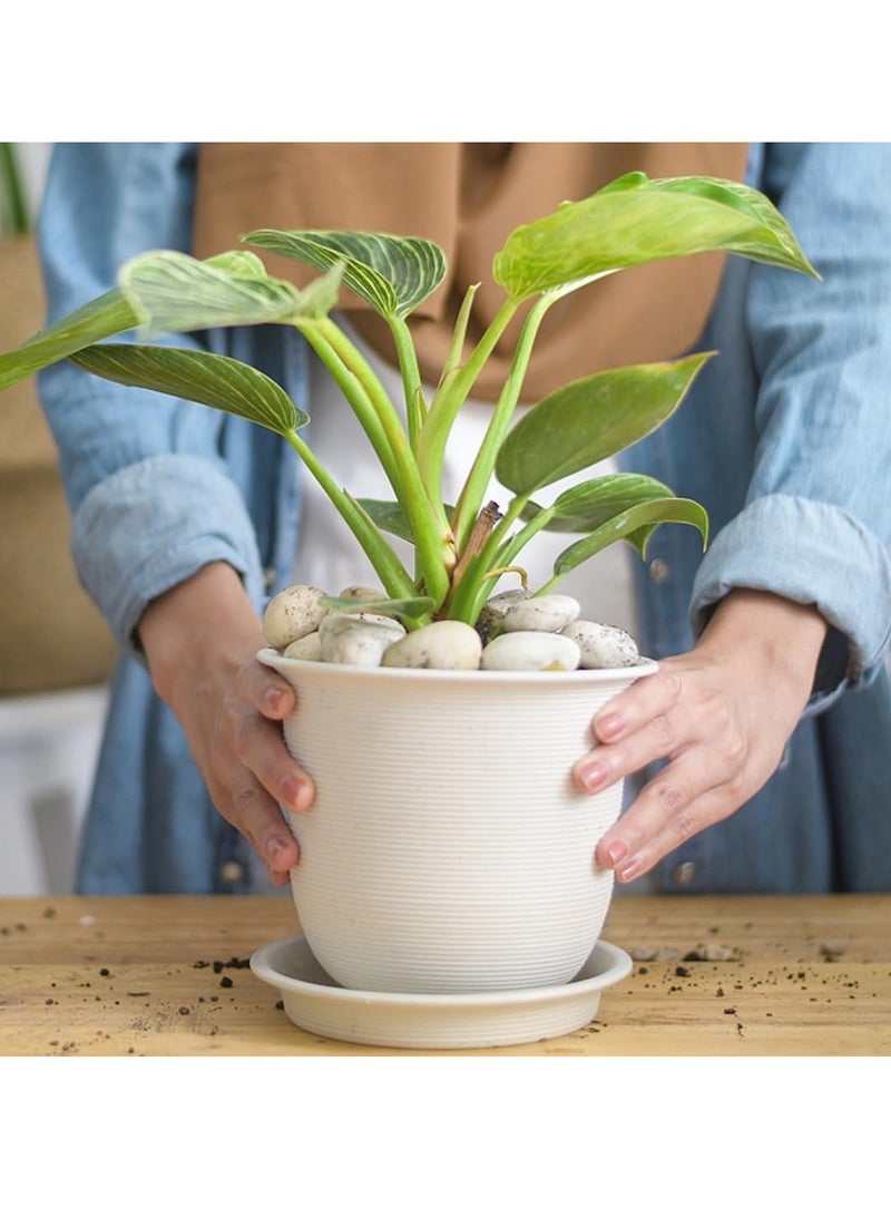 ڤسيل24 حصى نهرية بيضاء كبيرة جدًا (5–8 سم) – أحجار طبيعية مصقولة للمنزل، الحديقة والمزهريات - Image 4