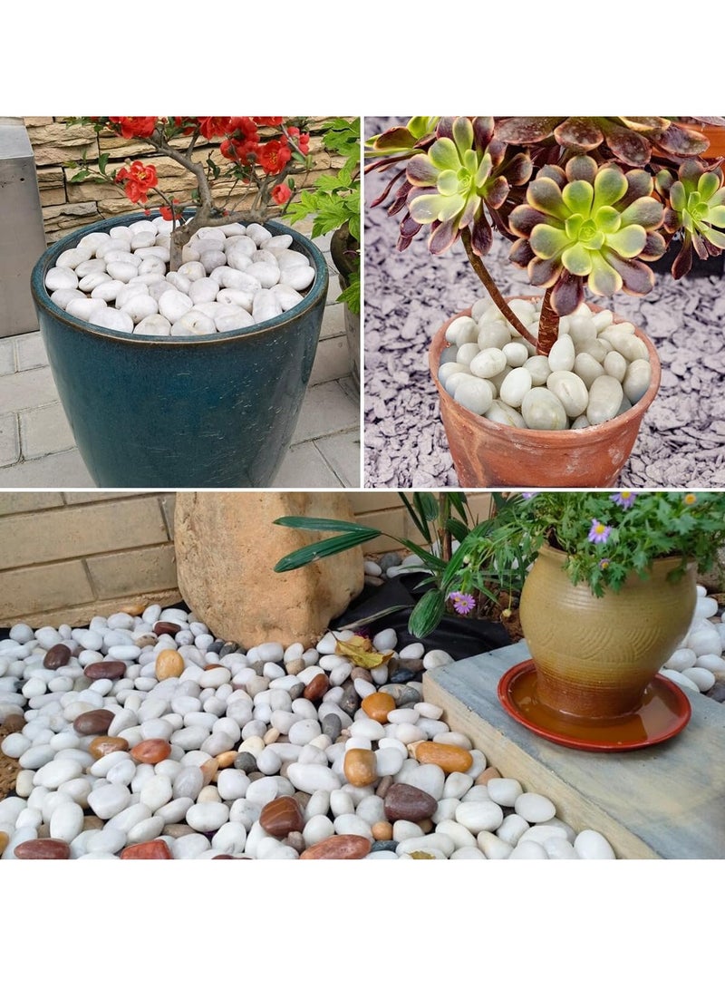 ڤسيل24 حصى نهرية بيضاء كبيرة جدًا (5–8 سم) – أحجار طبيعية مصقولة للمنزل، الحديقة والمزهريات - Image 3