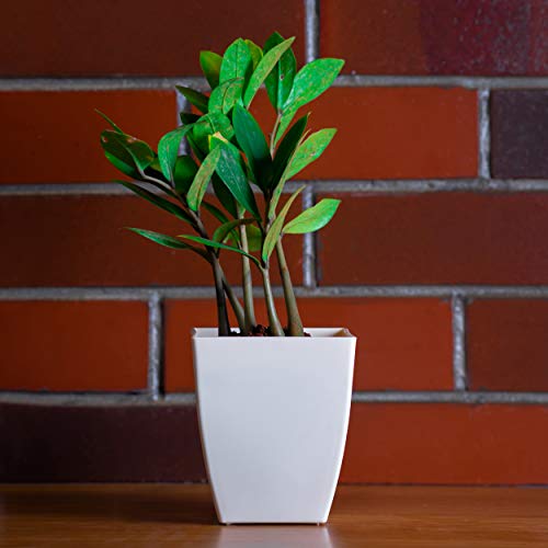 garbnoire Gardening Flower Pots - 5.5 Inch Plastic Flower Pots | Modern Decorative Indoor Outdoor Pots - (White, 3) - Image 1
