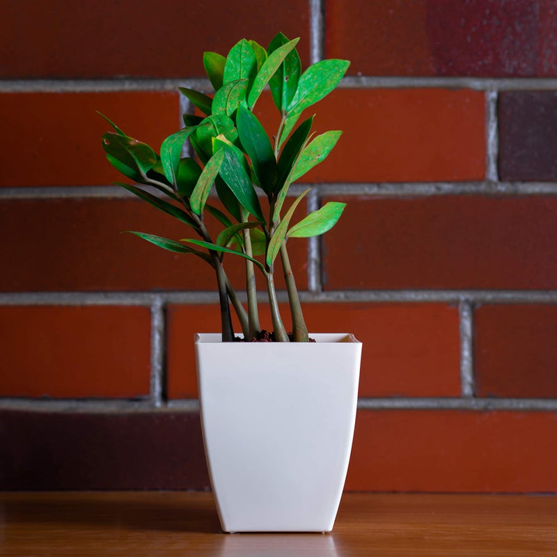 garbnoire Gardening Flower Pots - 5.5 Inch Plastic Flower Pots | Modern Decorative Indoor Outdoor Pots - (White, 3) - Image 5