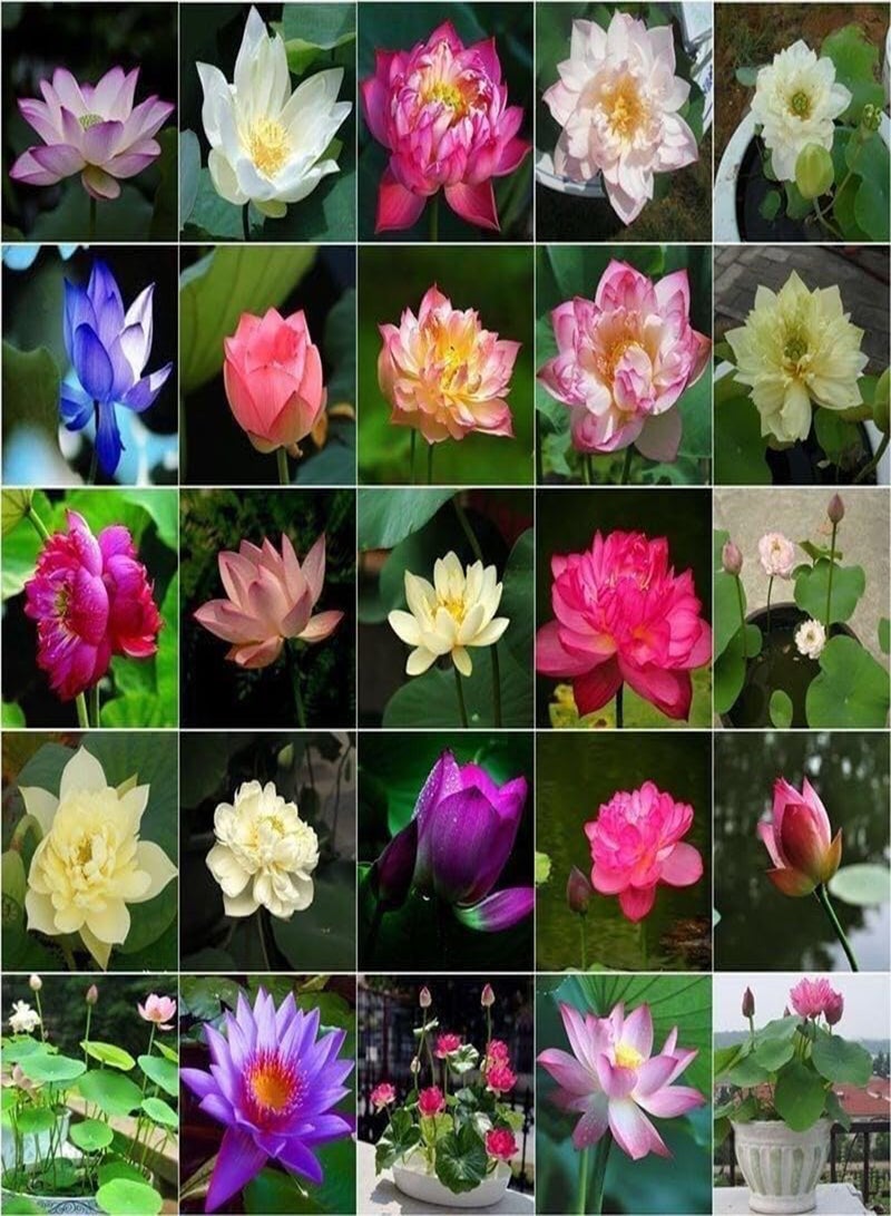 GGOOT Lotus Seeds, Lotus, Mixed Colors, Long Flowering Period, Sun-Resistant, Blooms When Exposed to Water,100 PCS  - Image 1