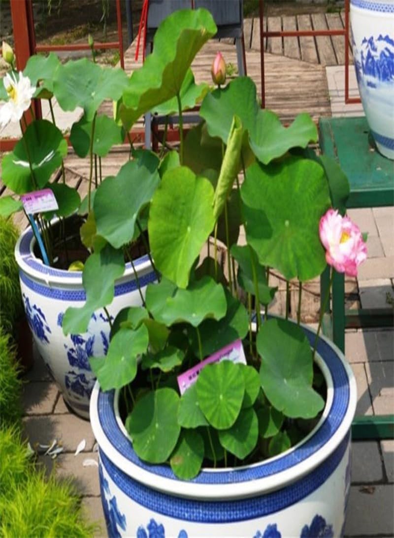 GGOOT Lotus Seeds, Lotus, Mixed Colors, Long Flowering Period, Sun-Resistant, Blooms When Exposed to Water,100 PCS  - Image 2